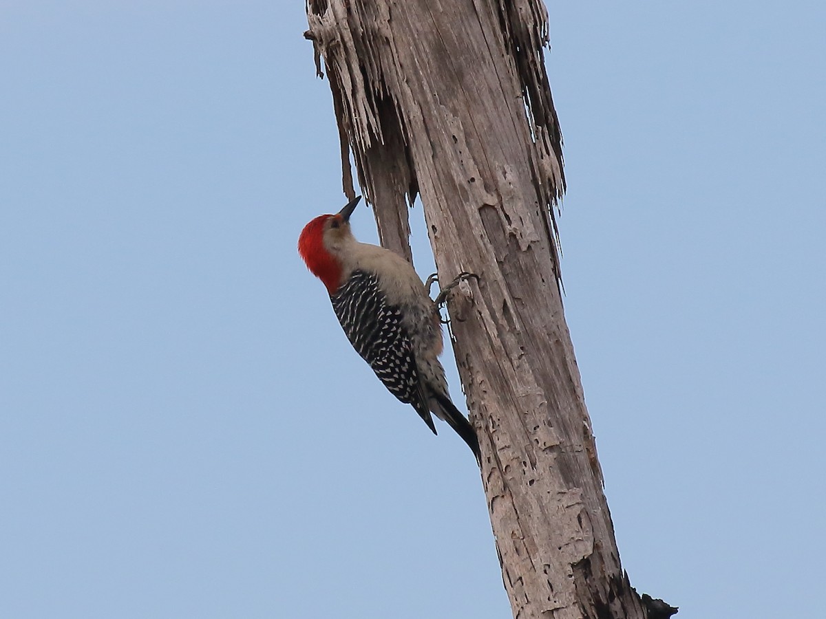 Red-bellied Woodpecker - ML611512732