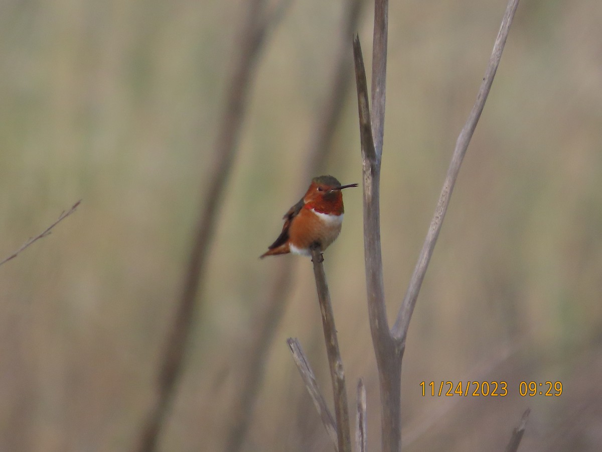 Allen's Hummingbird - Zehava Purim-Adimor