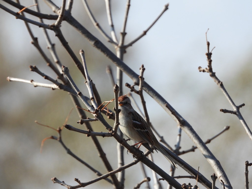 American Tree Sparrow - Monica Rose