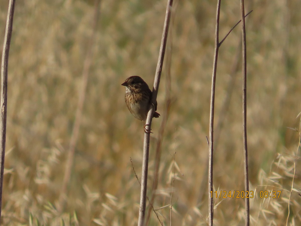 Lincoln's Sparrow - Zehava Purim-Adimor