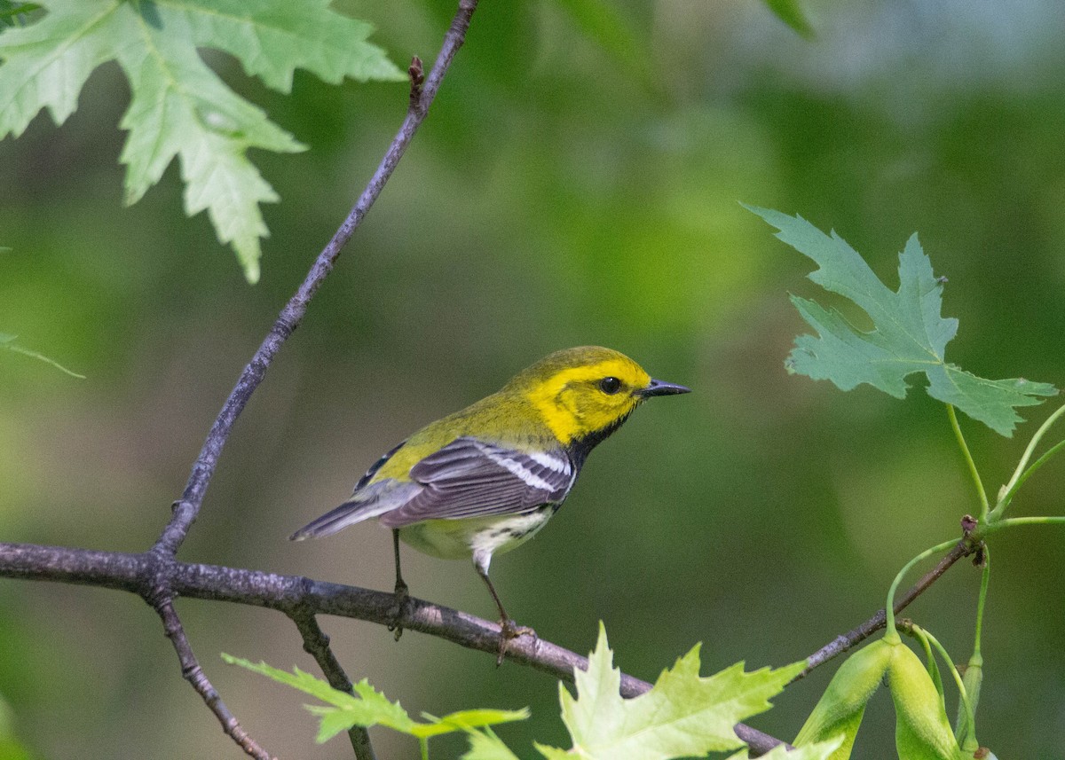 Black-throated Green Warbler - Tom Lally