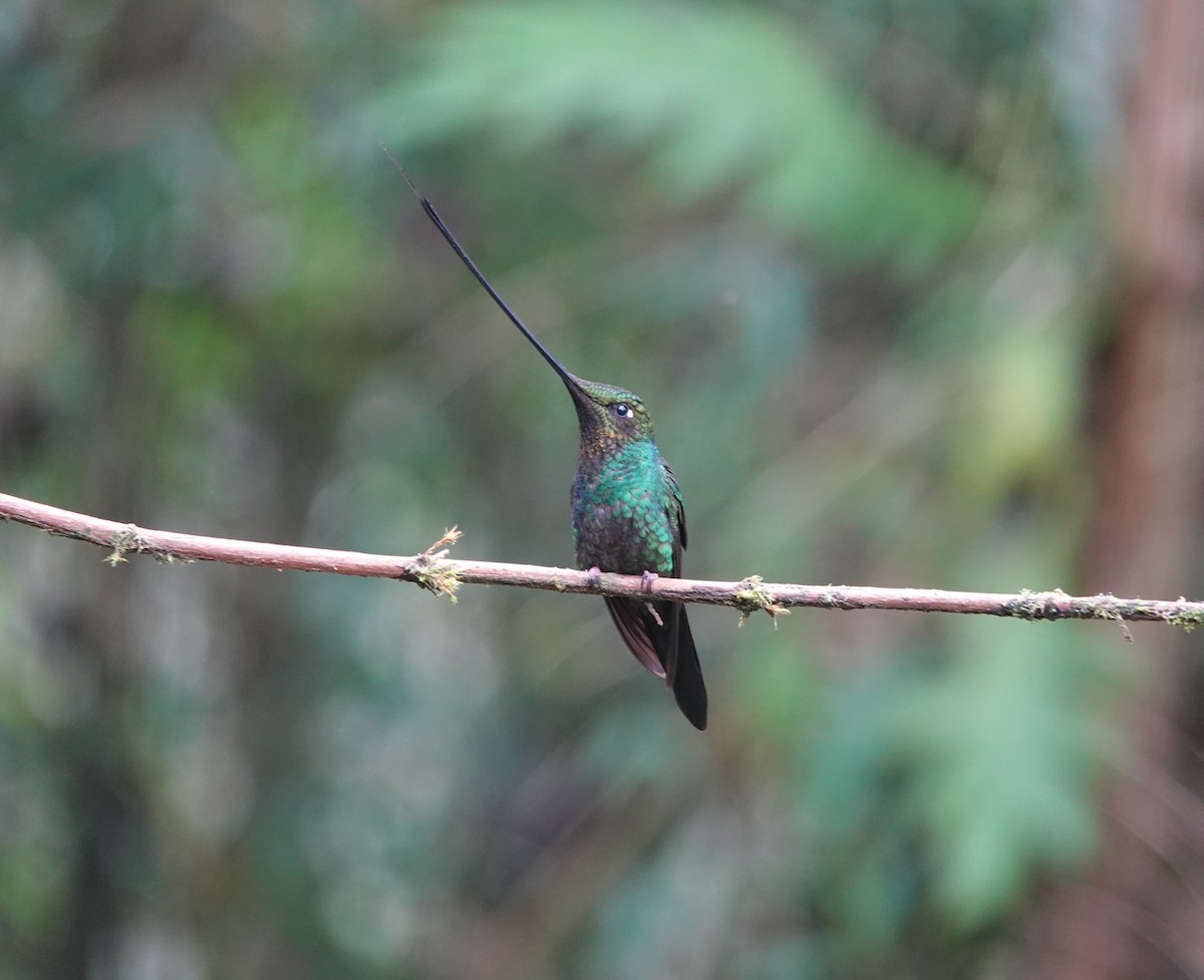 Sword-billed Hummingbird - ML611513273