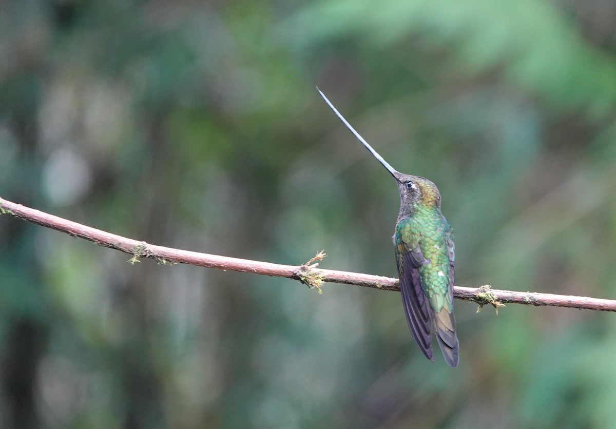 Sword-billed Hummingbird - ML611513298