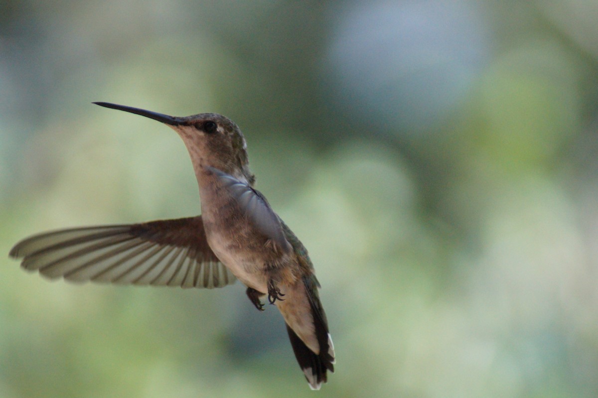 Black-chinned Hummingbird - Daniel Dorantes