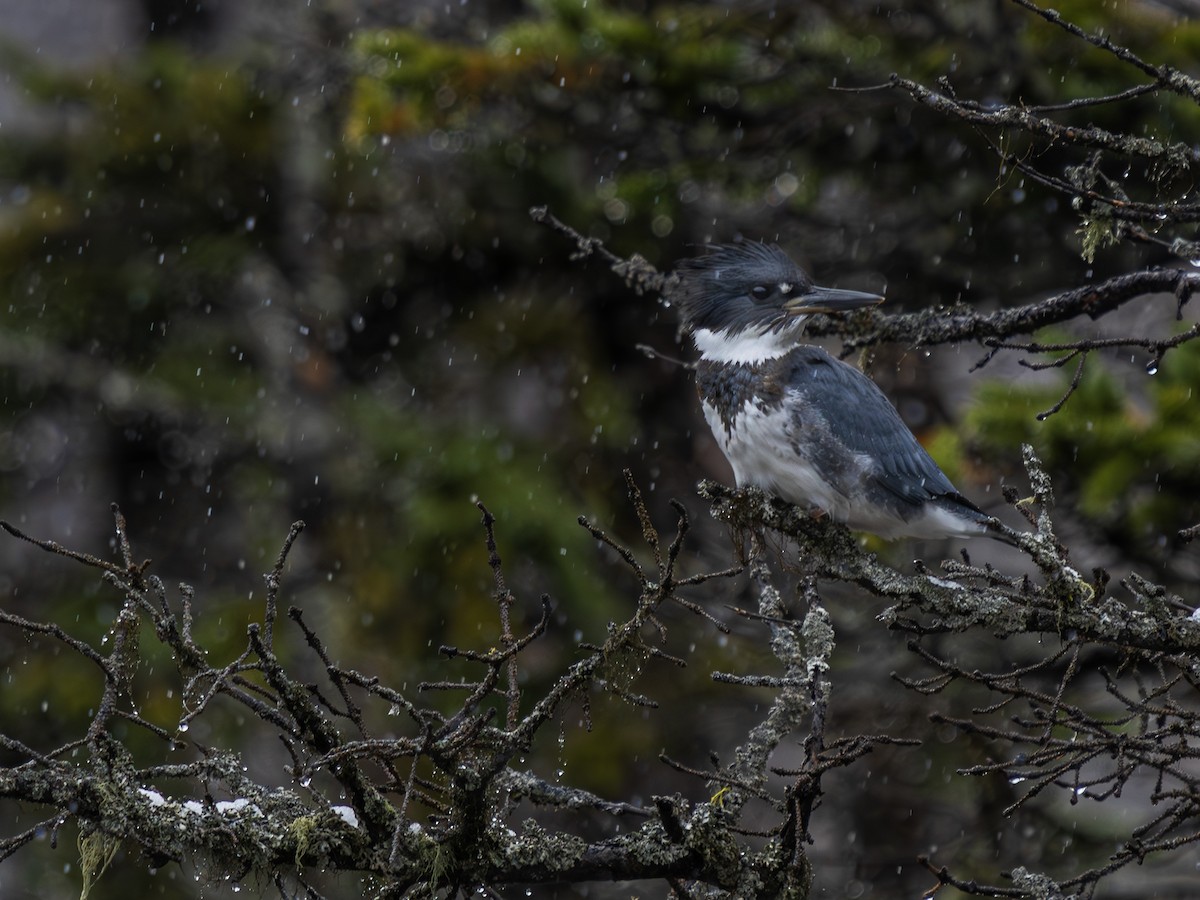 Belted Kingfisher - ML611513700