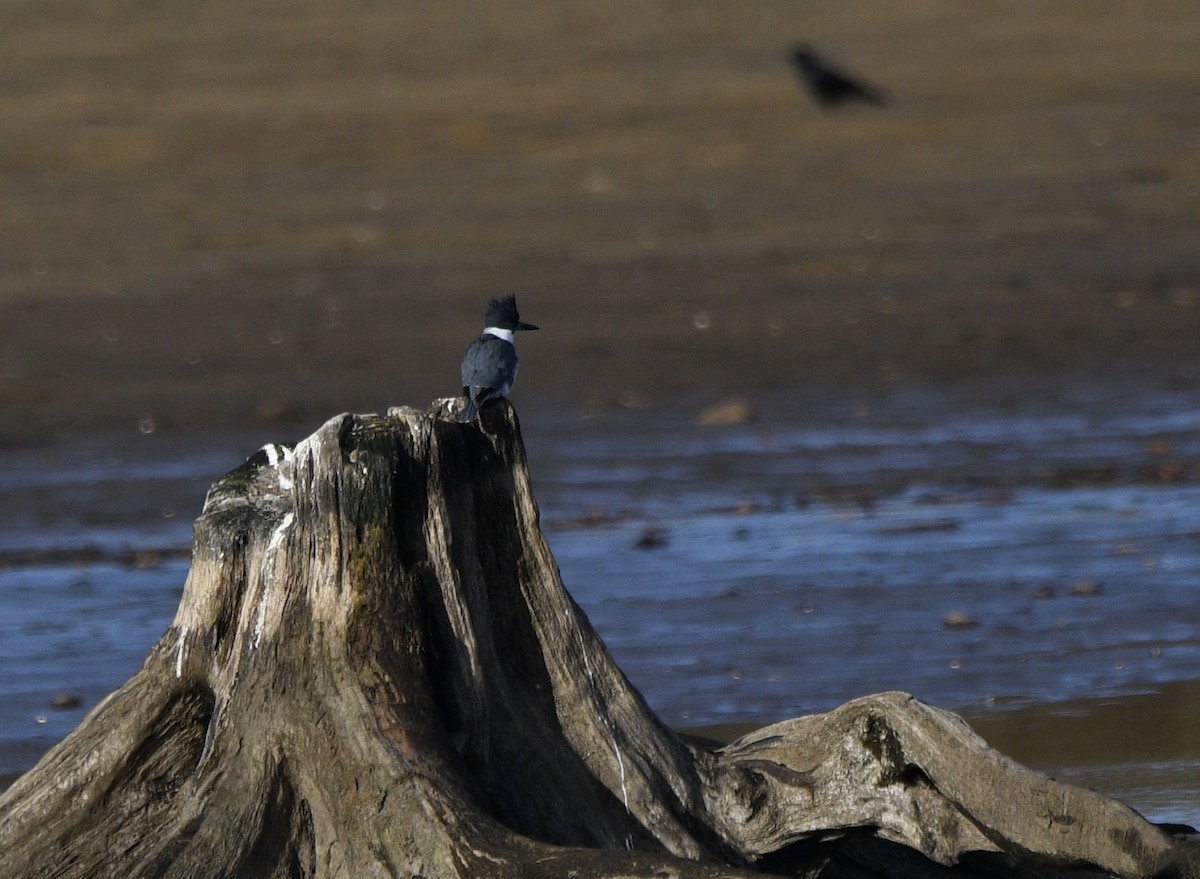 Belted Kingfisher - ML611513715