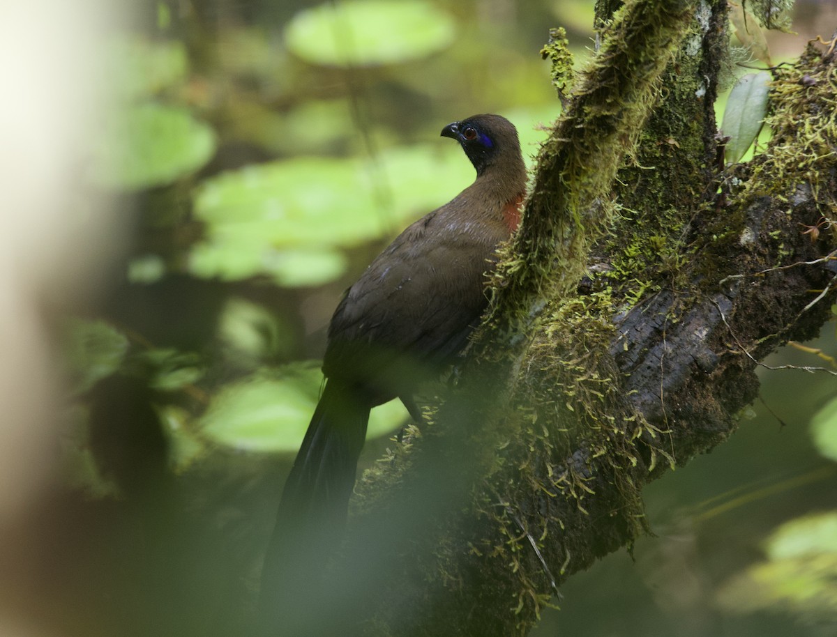 Red-breasted Coua - ML611514035