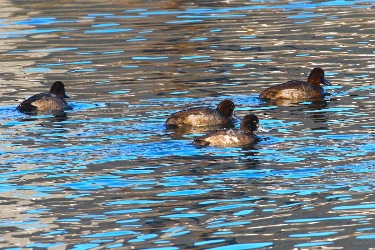 eBird Checklist 24 Nov 2023 Rochester WTP (CLOSED ON WEEKENDS