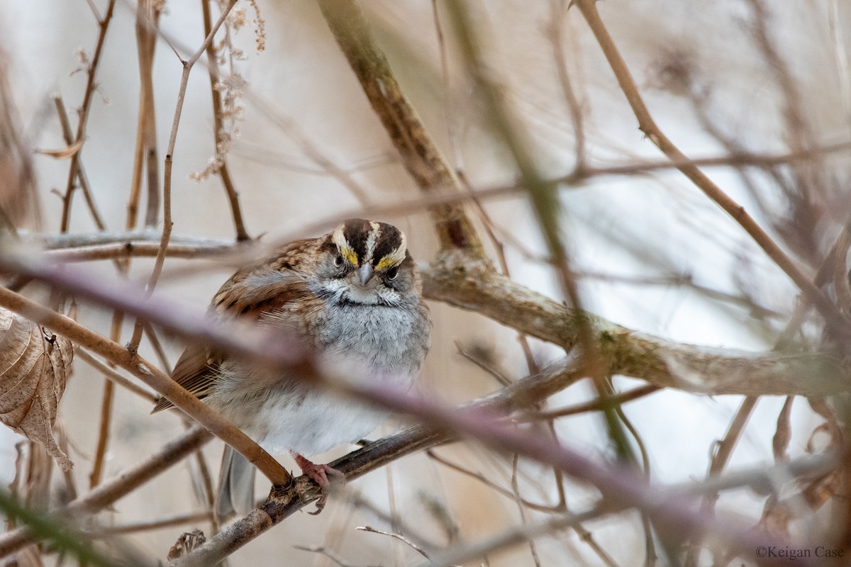 White-throated Sparrow - ML611514221
