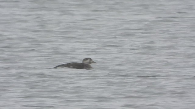 Long-tailed Duck - ML611514370