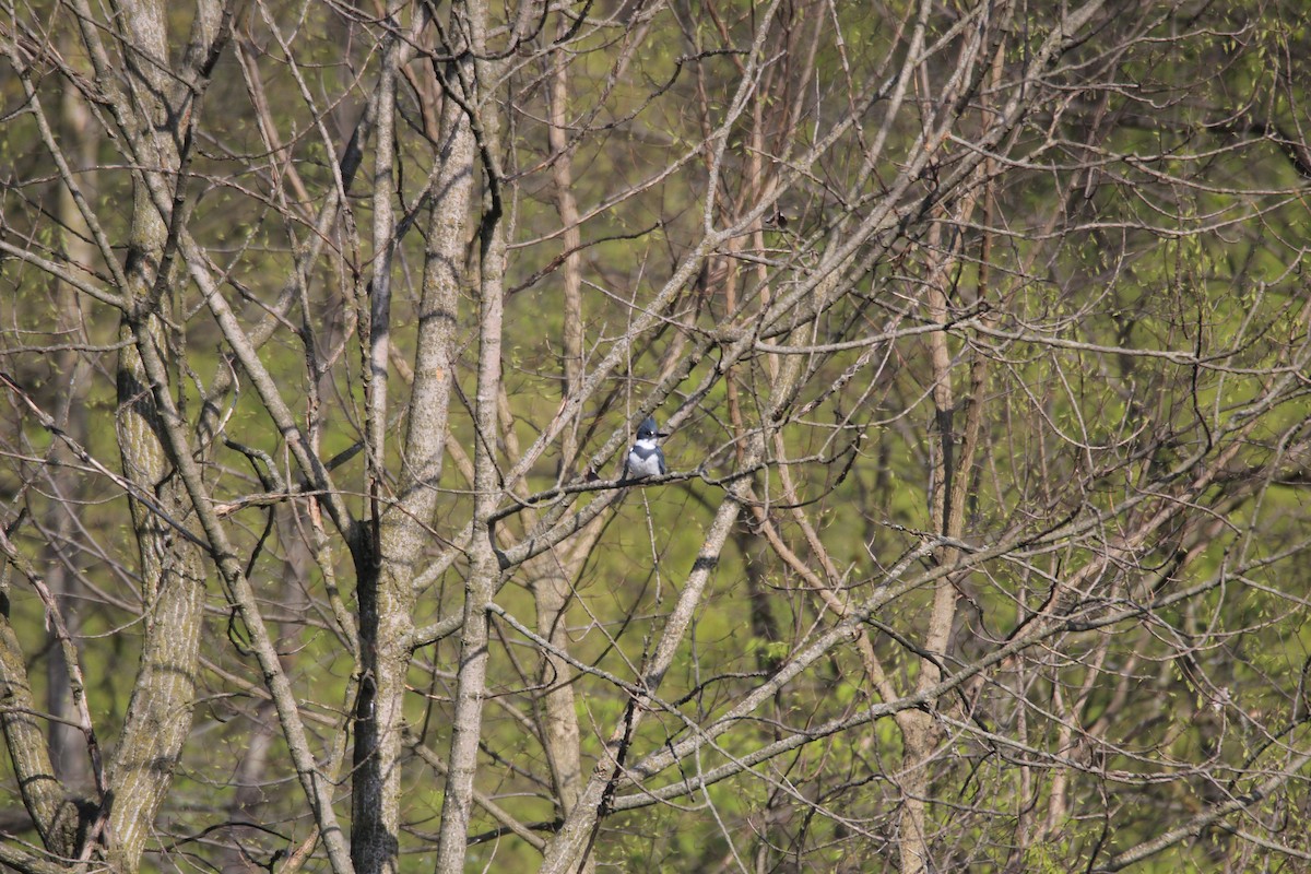 Belted Kingfisher - ML611514376