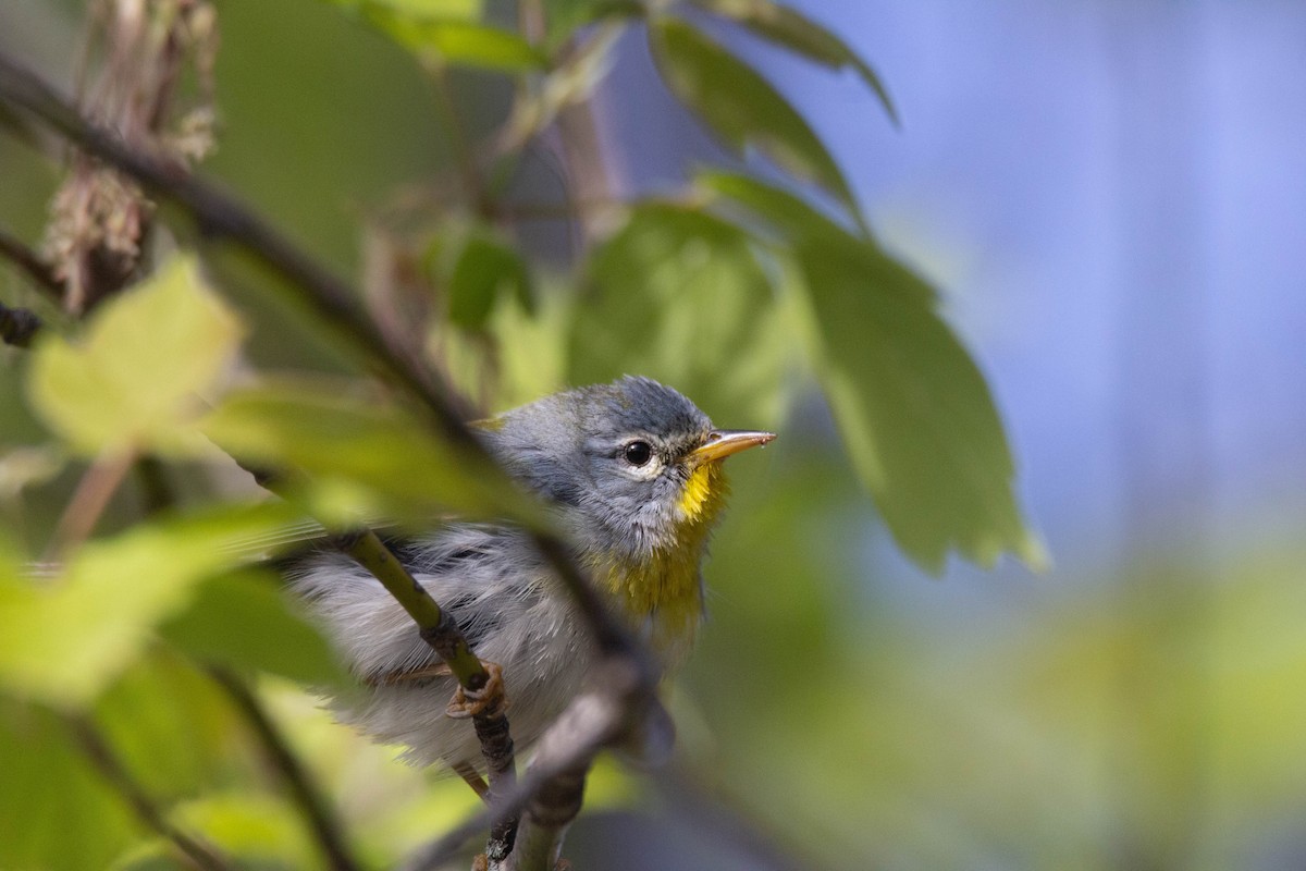 Northern Parula - Tom Lally