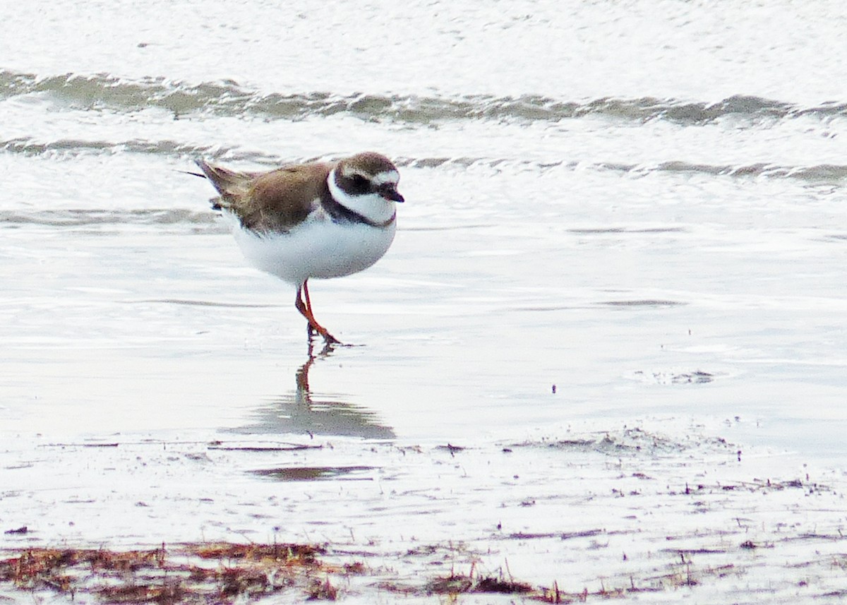 Semipalmated Plover - ML611514431