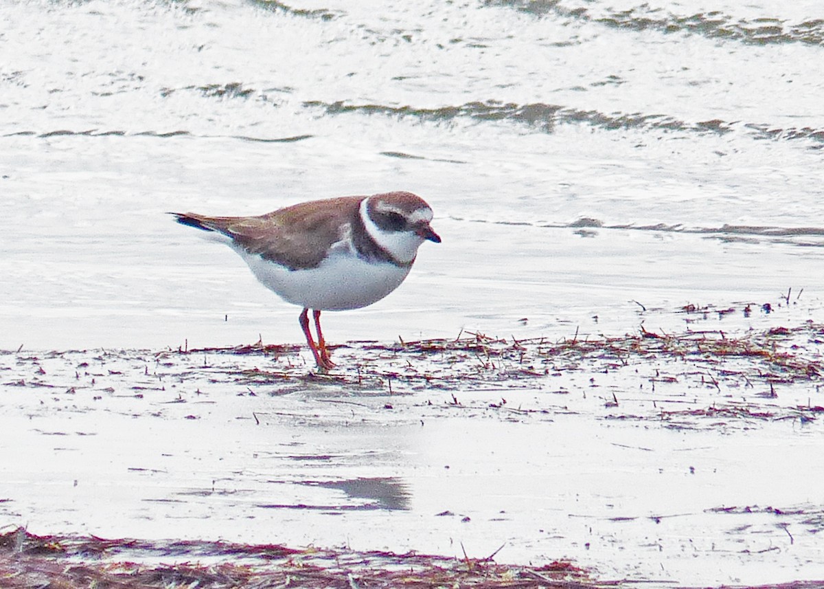 Semipalmated Plover - ML611514435