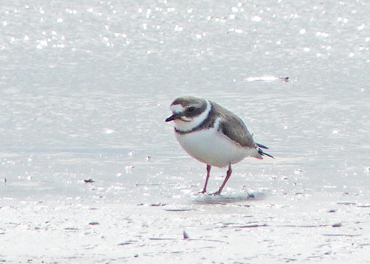 Semipalmated Plover - ML611514439