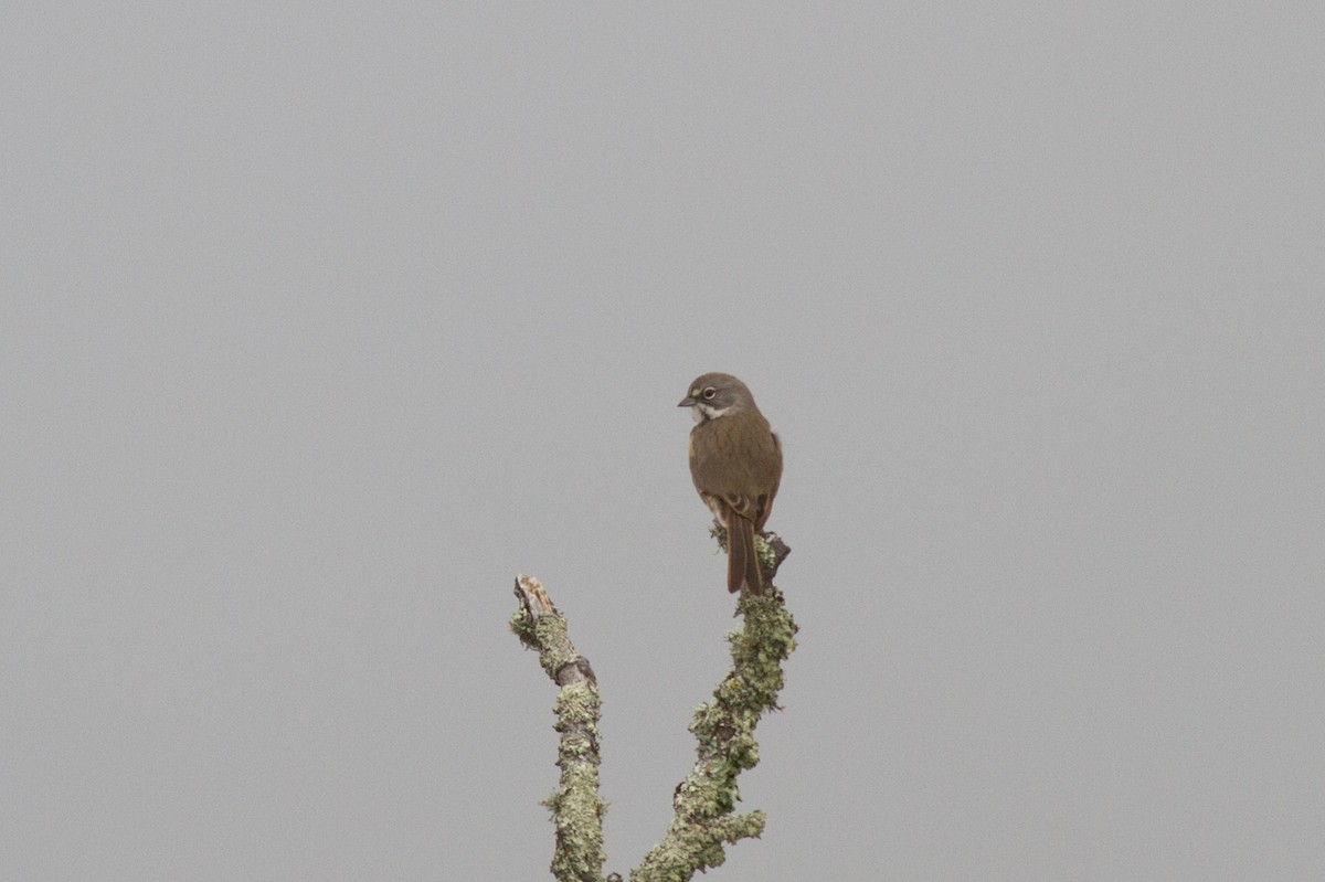 Bell's Sparrow (clementeae) - ML611514585