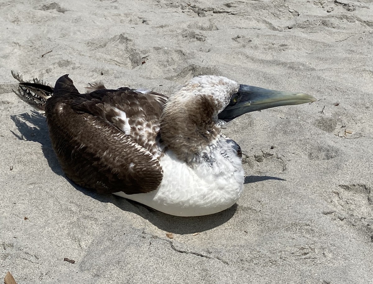 Masked Booby - ML611514669