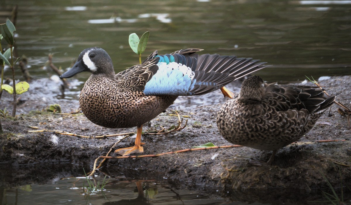 Blue-winged Teal - ML611514693