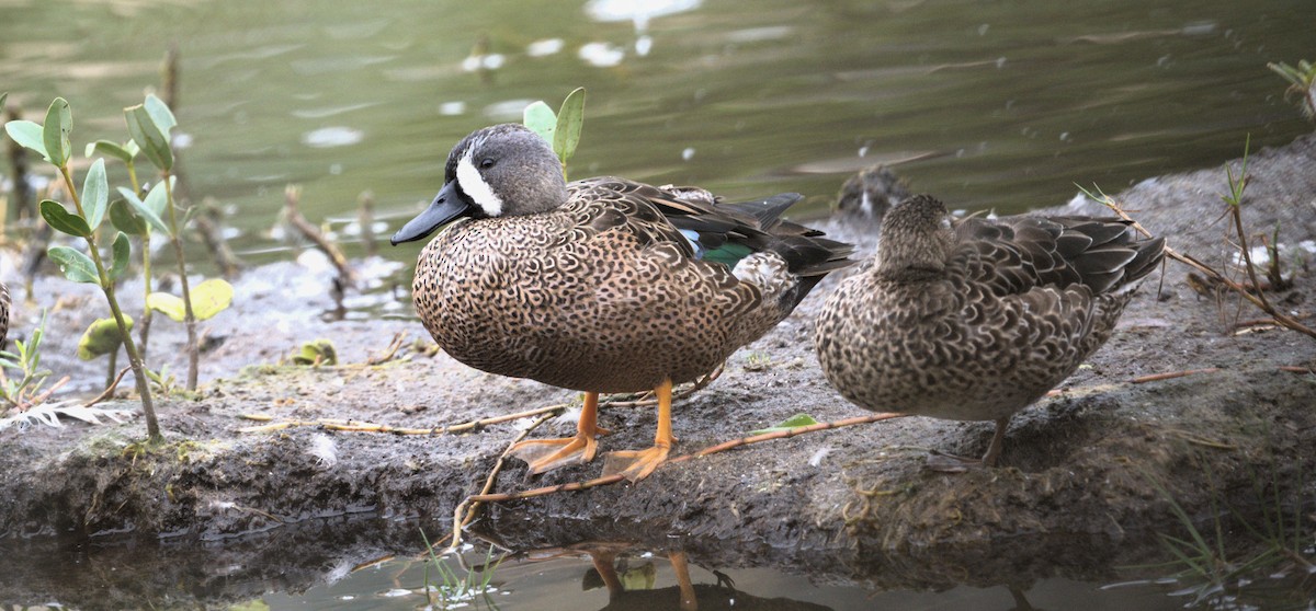 Blue-winged Teal - ML611514705