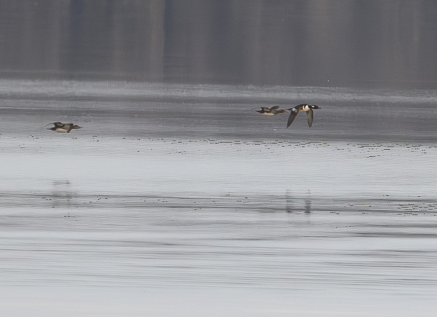eBird Checklist 24 Nov 2023 Newnans LakeEarl P. Powers Park 25