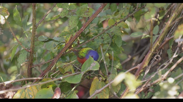 Painted Bunting - ML611515030