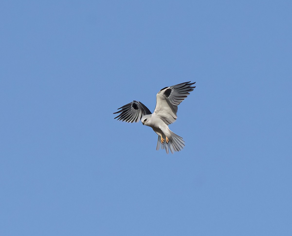 White-tailed Kite - Ron Grabyan