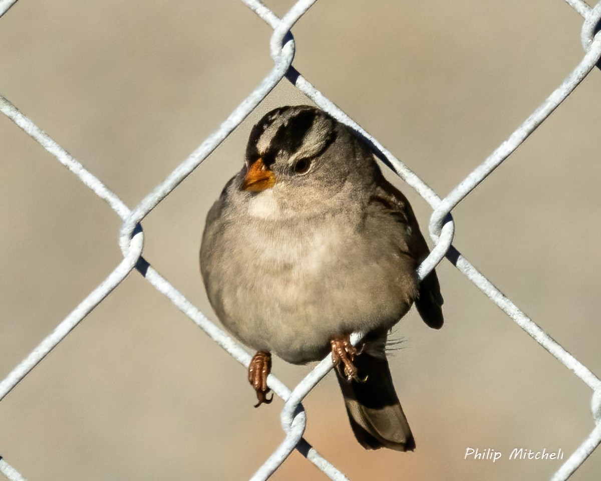 White-crowned Sparrow - ML611515651