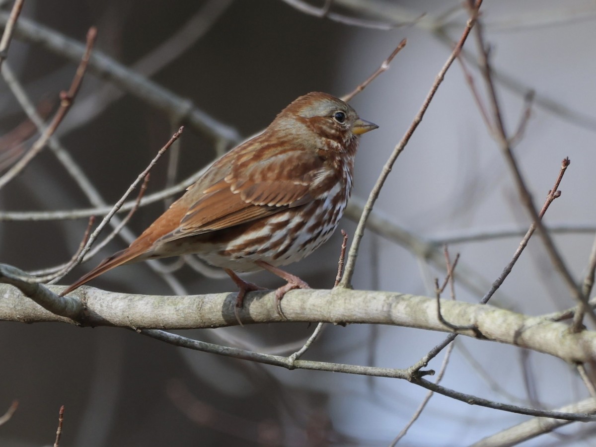 Fox Sparrow (Red) - ML611515726