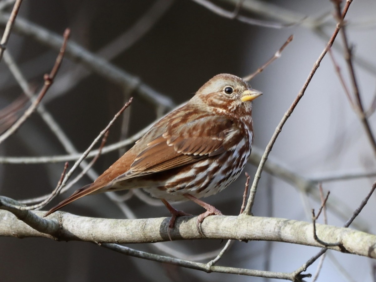 Fox Sparrow (Red) - ML611515728