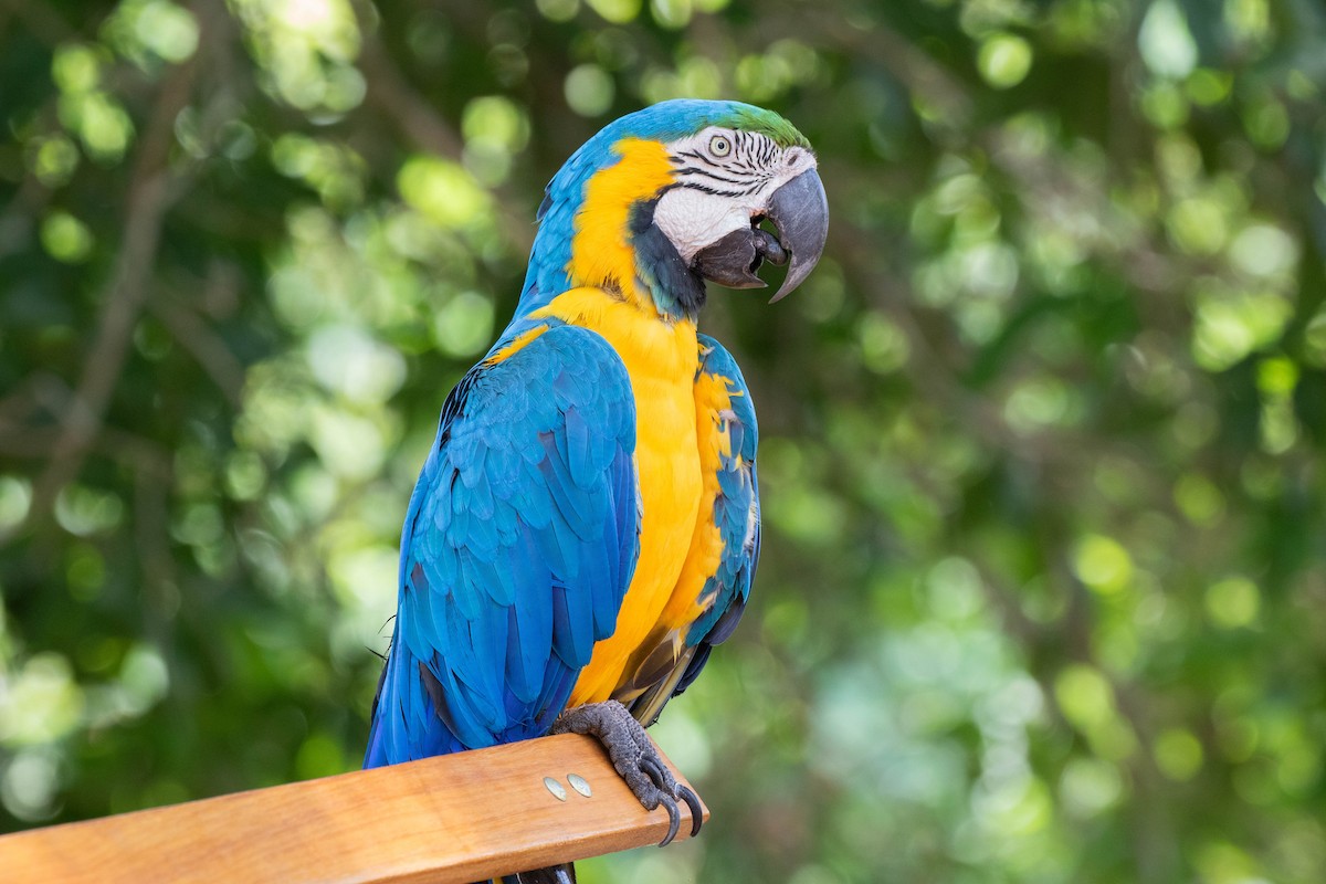 Blue-and-yellow Macaw - ML611515842