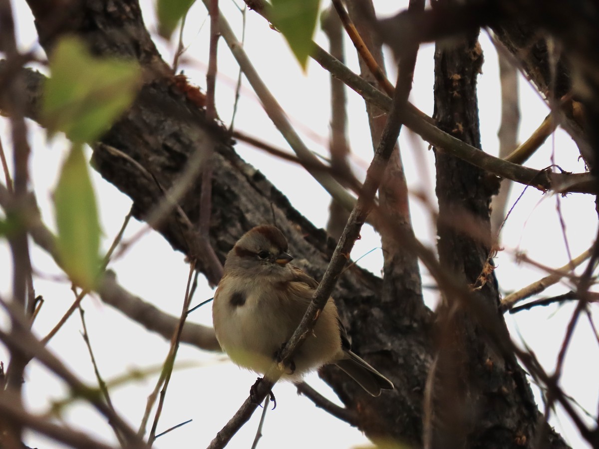 American Tree Sparrow - ML611515949