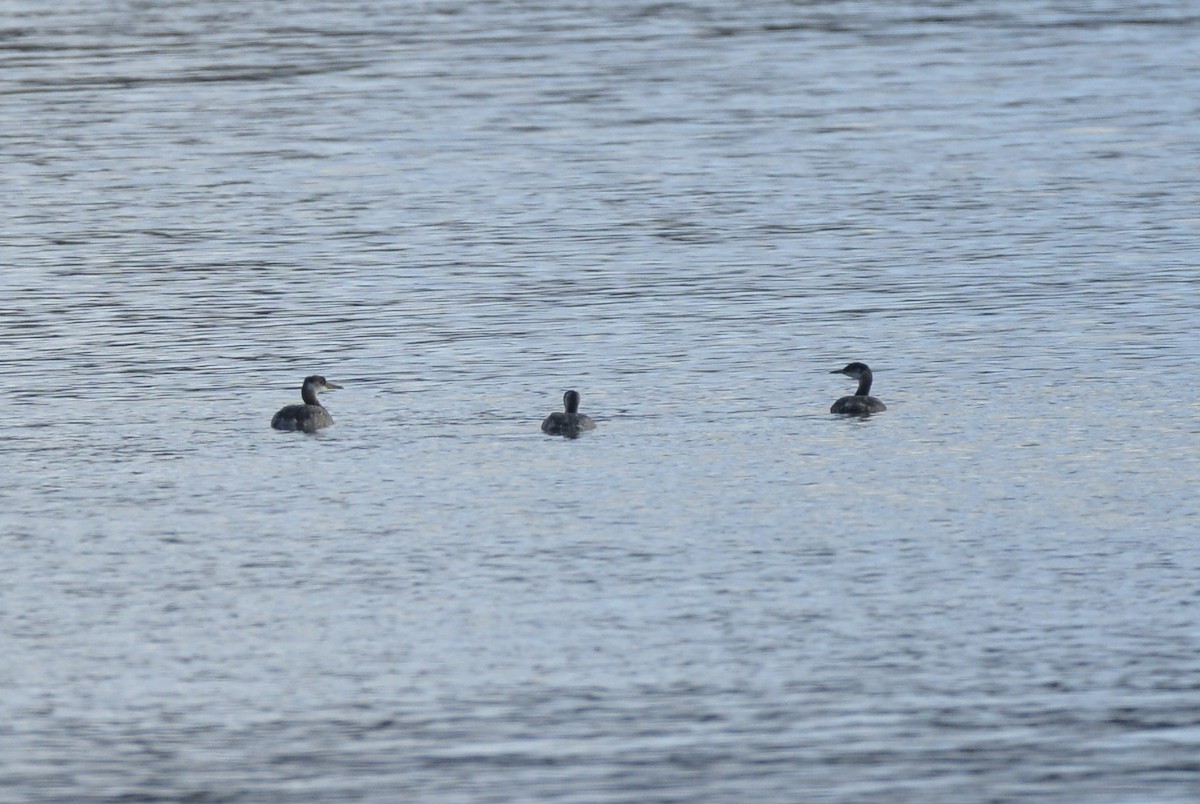 Red-necked Grebe - ML611516067