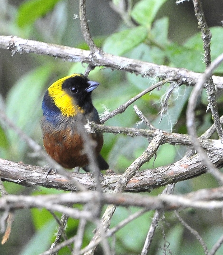 Golden-collared Tanager - ML611516128