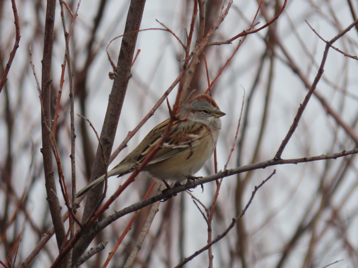 American Tree Sparrow - ML611516305