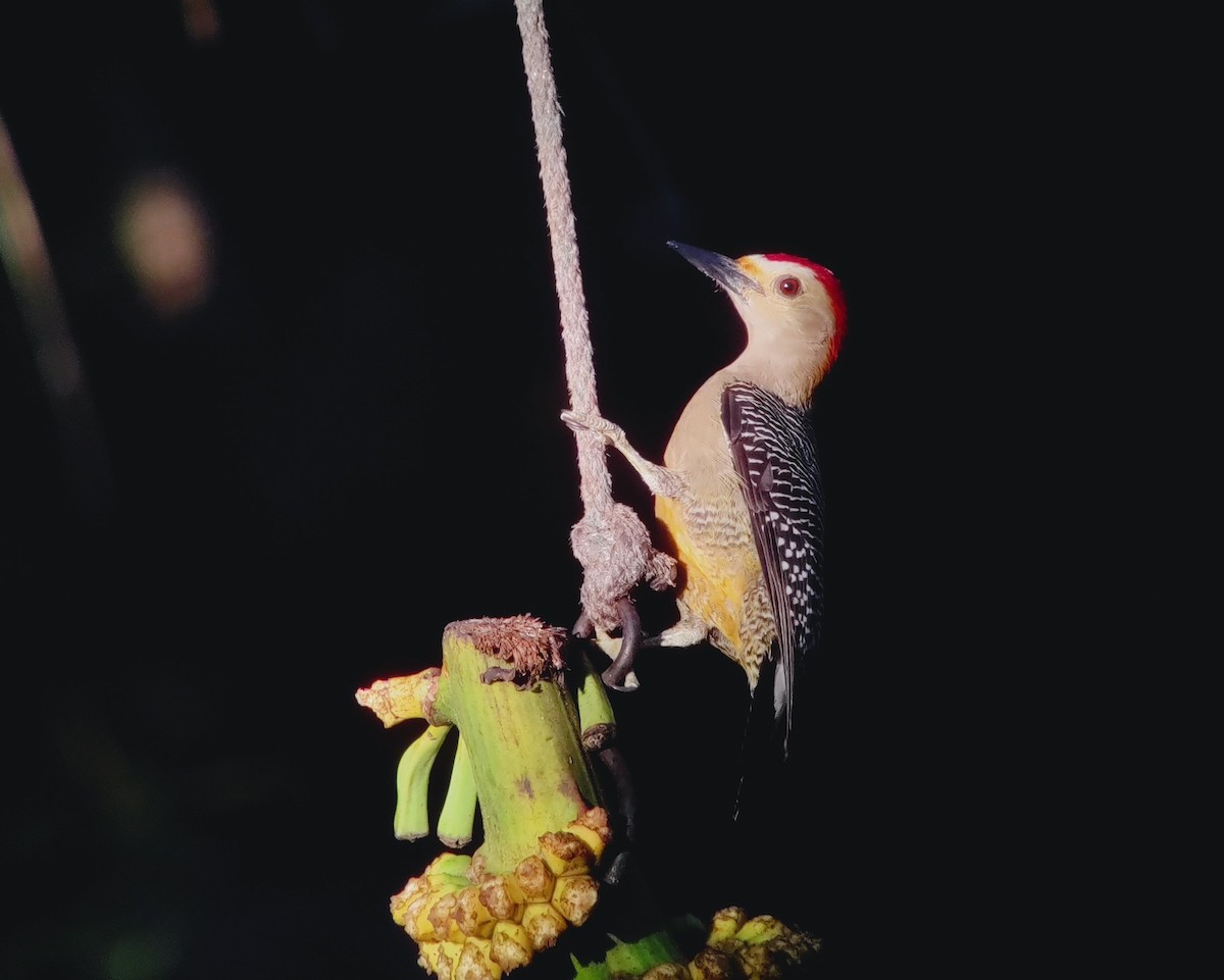 Golden-fronted Woodpecker (Velasquez's) - ML611516711