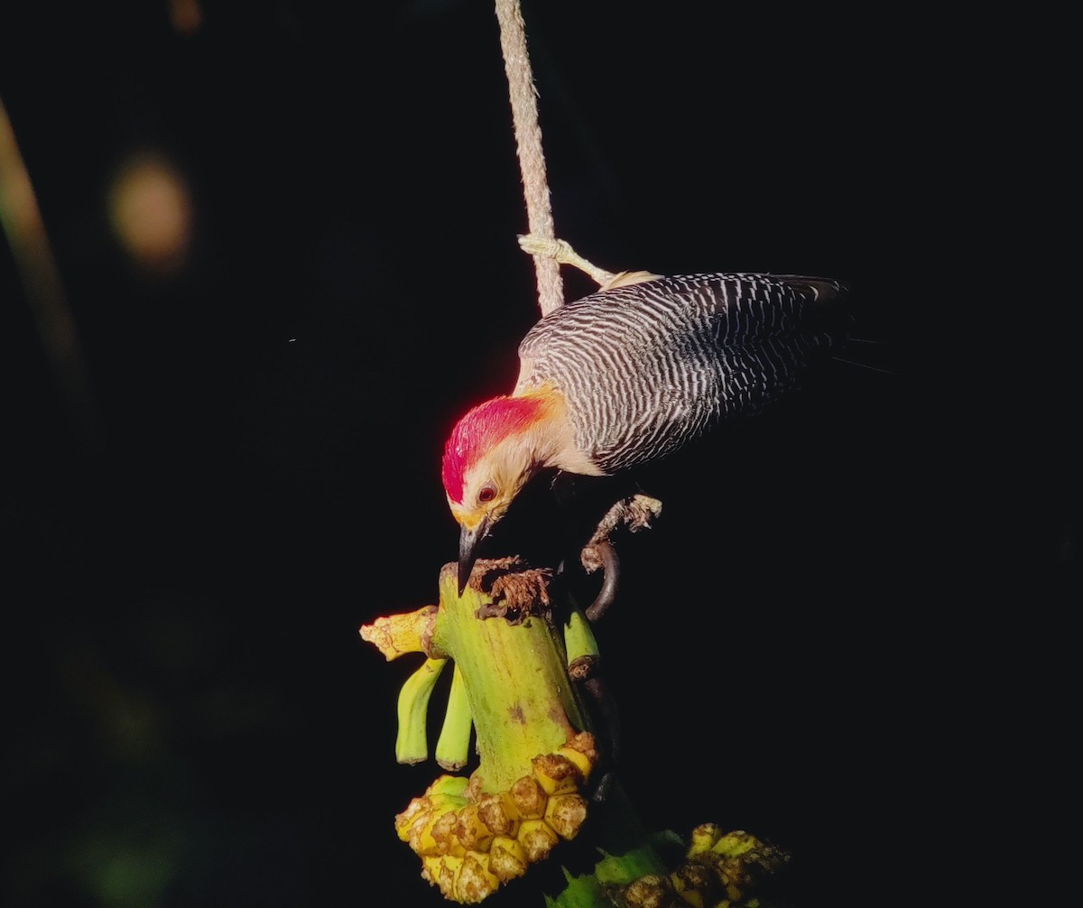 Golden-fronted Woodpecker (Velasquez's) - Lester De León Lux (Birding guide) lesterdeleonlux@gmail.com +502 45082877