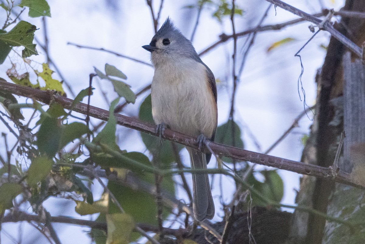 Tufted Titmouse - Rich Kostecke