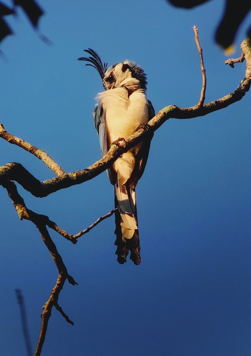 White-throated Magpie-Jay - Lester De León Lux (Birding guide) lesterdeleonlux@gmail.com +502 45082877
