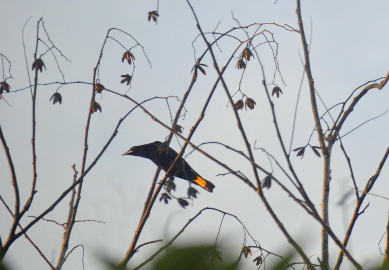 Band-tailed Cacique - Otto Valerio   Amazonas Birding