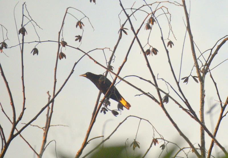 Band-tailed Cacique - Otto Valerio   Amazonas Birding
