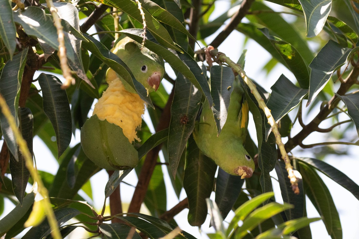 Yellow-chevroned Parakeet - Donald Schneider
