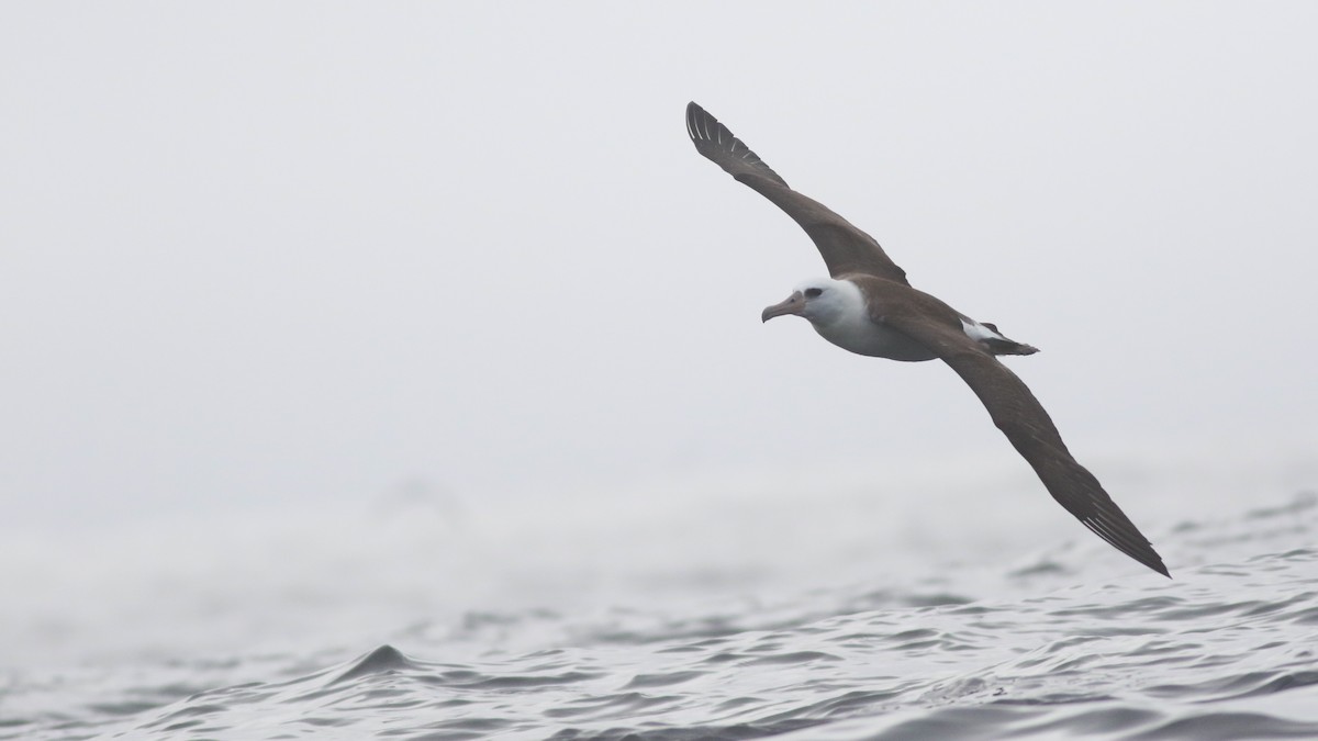 Laysan Albatross - Sam Heinrich