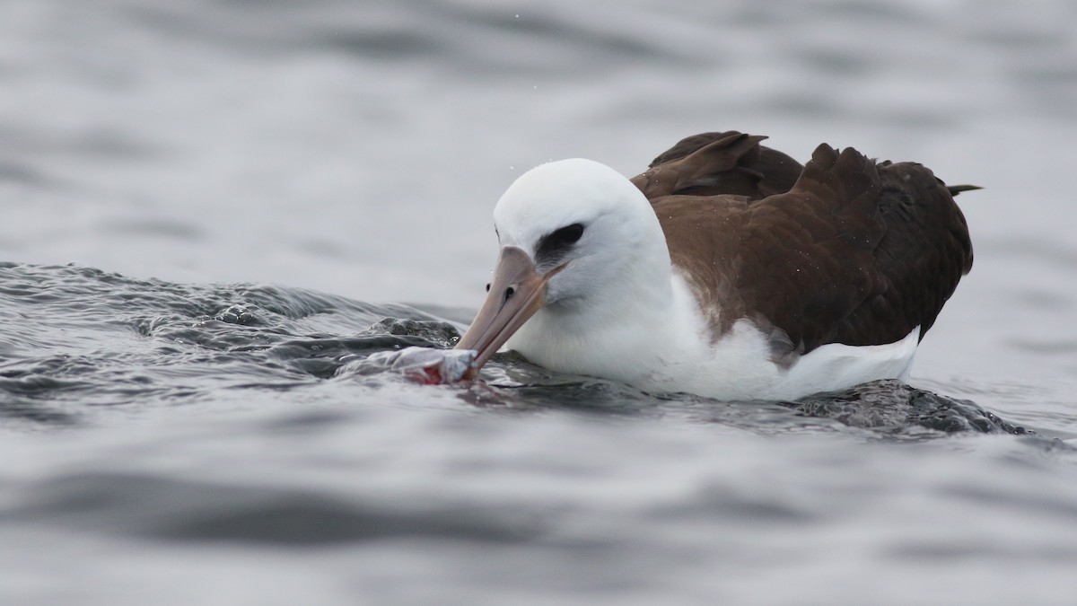 Laysan Albatross - Sam Heinrich
