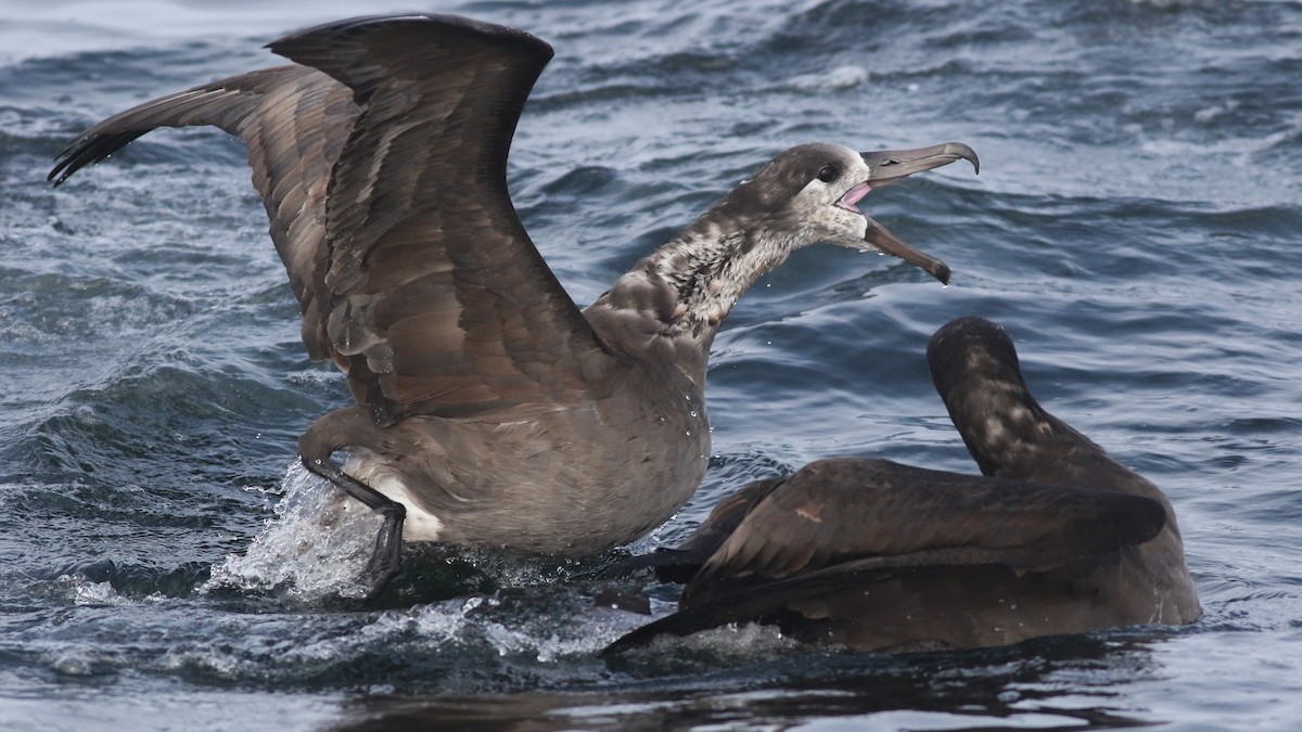 Black-footed Albatross - Sam Heinrich