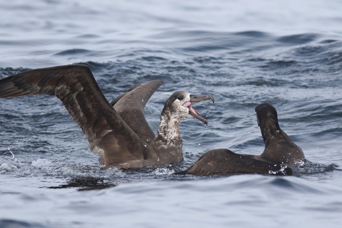 Black-footed Albatross - Sam Heinrich