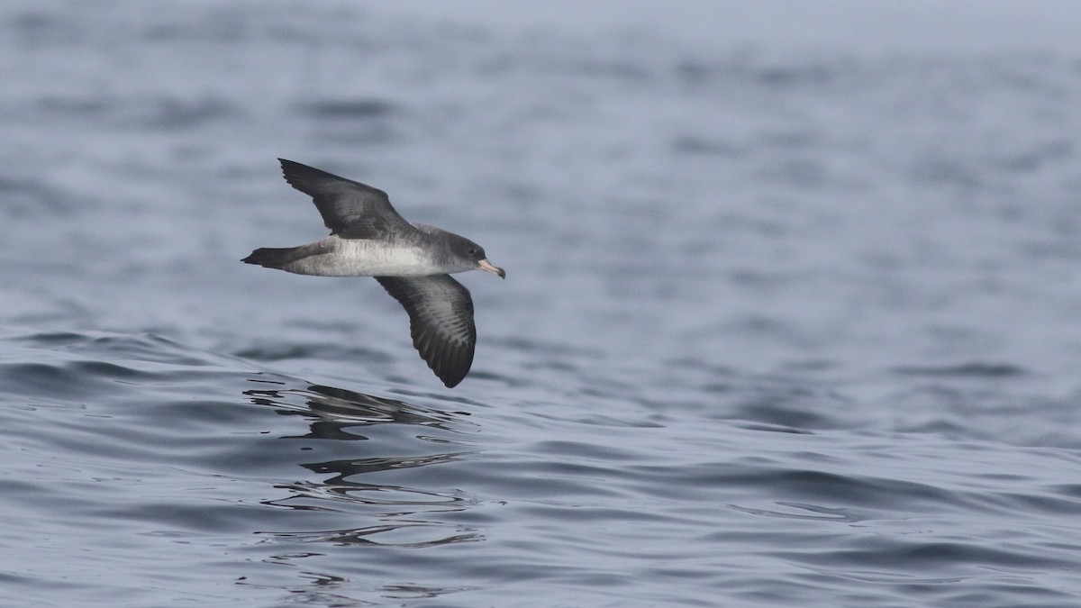 Pink-footed Shearwater - ML611517134