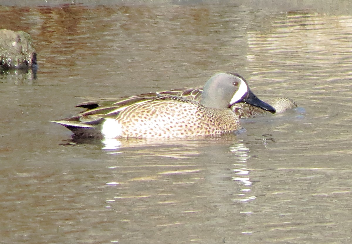 Blue-winged Teal - ML611517136