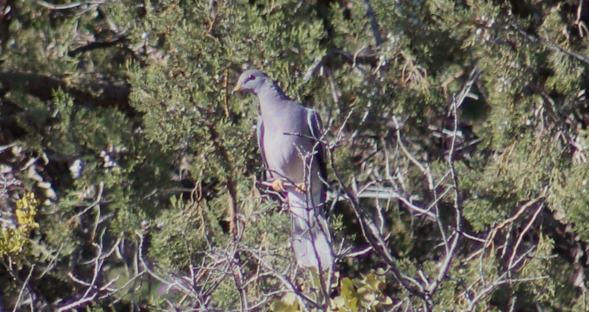 Band-tailed Pigeon - ML611517835