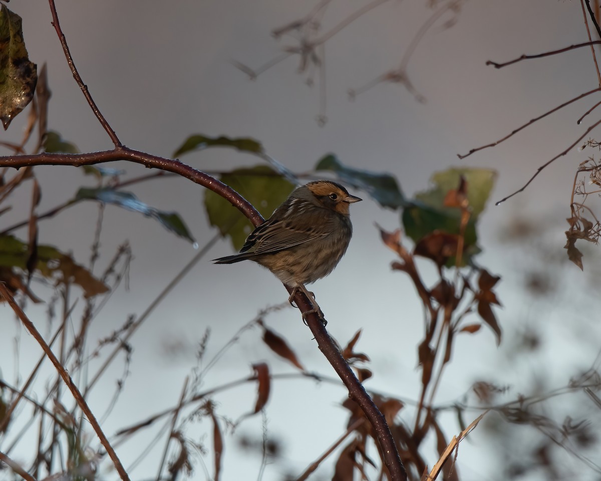 Nelson's Sparrow (Interior) - ML611517991