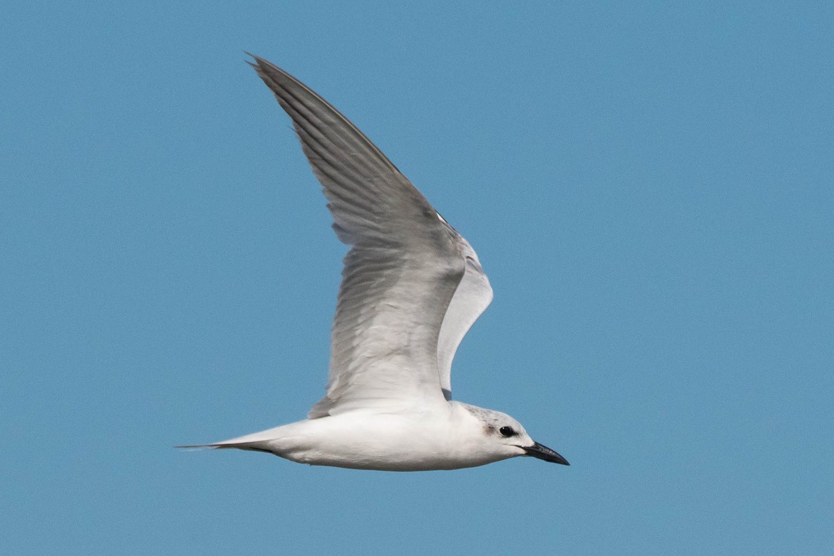 Gull-billed Tern - Joshua Little